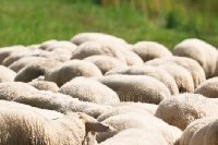 Sud Ardennes : 19 moutons tués dans un élevage de Thénorgues 