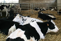 Dermatose bovine : les contrôles renforcés dans les exploitations Ardennaises 