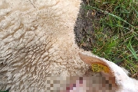 Nouvelle attaque de moutons dans les Ardennes, suspicion d'une attaque de loup