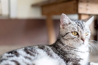 Expo féline ce dimanche à Charleville-Mézières : à la découverte de l’American Shorthair 